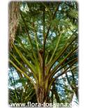 Cyathea cooperi - Australischer Baumfarn