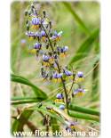 Dianella tasmanica - Flax lily