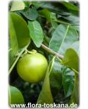 Diospyros digyna - Black Sapote, Chocolate Pudding Fruit, Black Persimmon