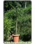 Brachychiton acerifolius - Australischer Flammenbaum, Flaschenbaum
