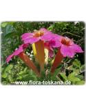 Distictis buccinatoria - Bignonia cherere - Mexican Blood Flower, Blood Trumpet Vine