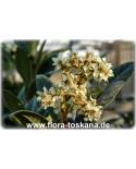 Eriobotrya japonica - Wollmispel, Nespoli, Loquat