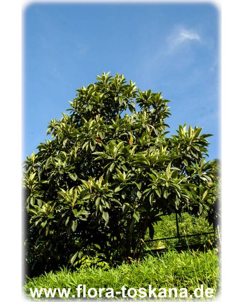 Eriobotrya japonica - Wollmispel, Nespoli, Loquat
