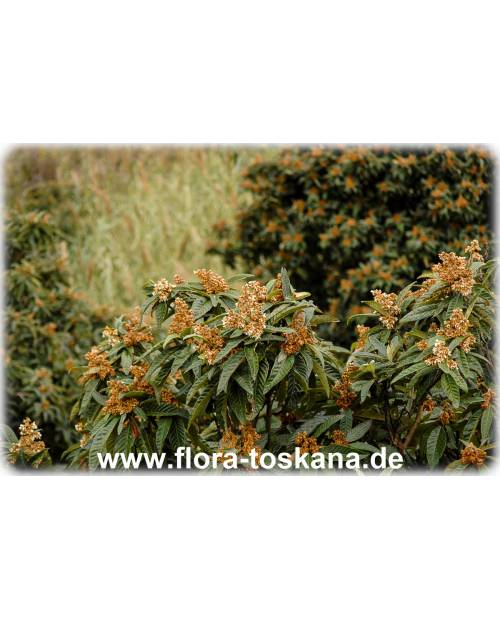 Eriobotrya japonica - Wollmispel, Nespoli, Loquat