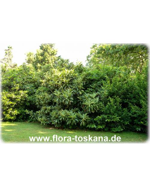 Eriobotrya japonica - Wollmispel, Nespoli, Loquat