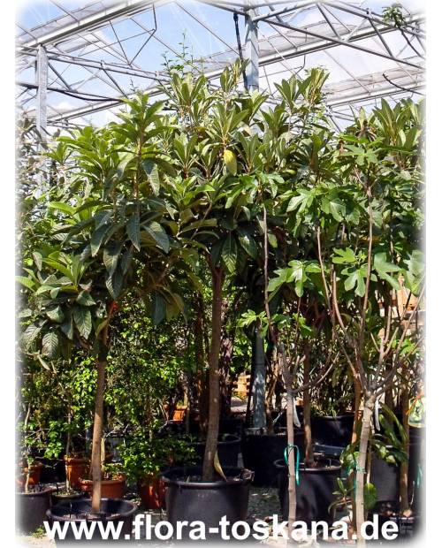 Eriobotrya japonica - Wollmispel, Nespoli, Loquat