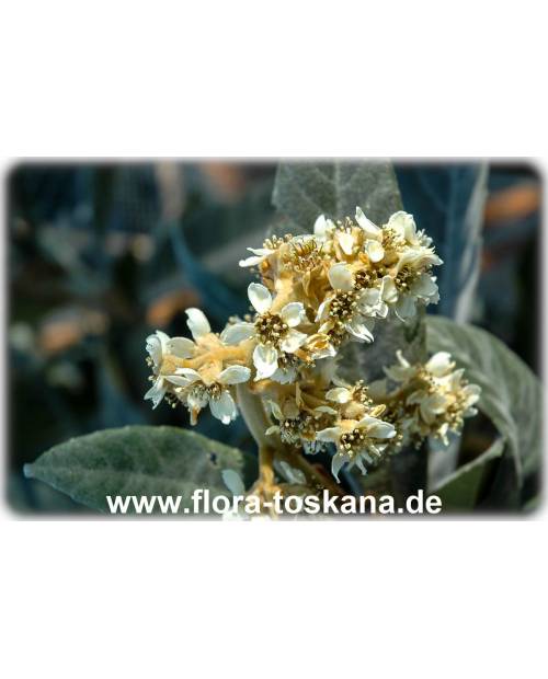 Eriobotrya japonica - Wollmispel, Nespoli, Loquat