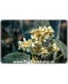 Eriobotrya japonica - Wollmispel, Nespoli, Loquat