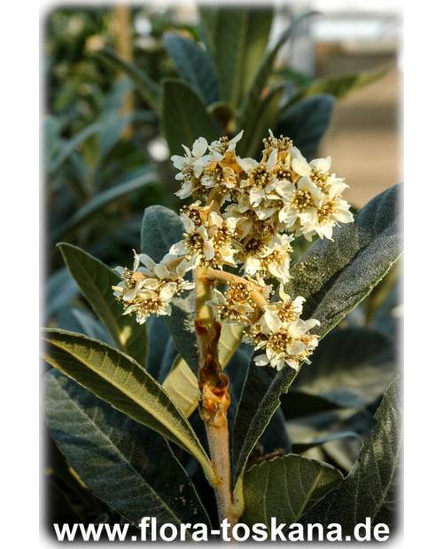 Eriobotrya japonica - Wollmispel, Nespoli, Loquat