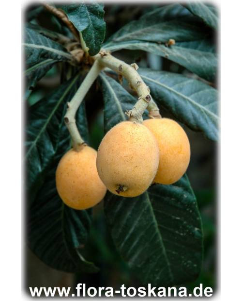 Eriobotrya japonica - Wollmispel, Nespoli, Loquat