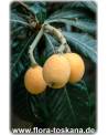Eriobotrya japonica - Wollmispel, Nespoli, Loquat