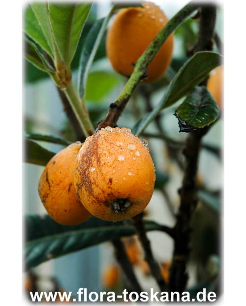 Eriobotrya japonica - Wollmispel, Nespoli, Loquat
