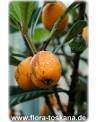 Eriobotrya japonica - Wollmispel, Nespoli, Loquat