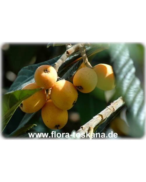 Eriobotrya japonica - Wollmispel, Nespoli, Loquat