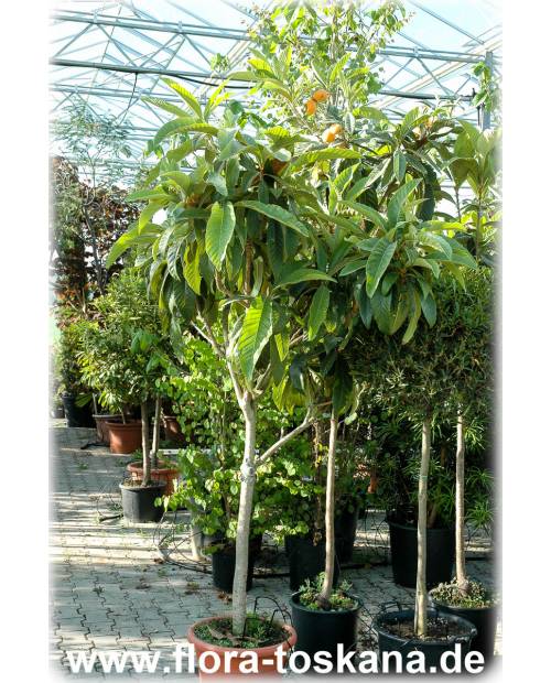 Eriobotrya japonica - Wollmispel, Nespoli, Loquat