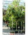 Eriobotrya japonica - Wollmispel, Nespoli, Loquat