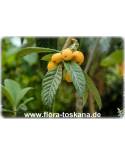 Eriobotrya japonica - Loquat, Japanese Plum, Nespoli, Janpanese Medlar