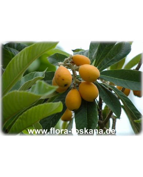 Eriobotrya japonica - Wollmispel, Nespoli, Loquat