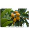 Eriobotrya japonica - Wollmispel, Nespoli, Loquat