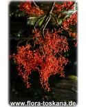 Brachychiton acerifolius - Australischer Flammenbaum, Flaschenbaum