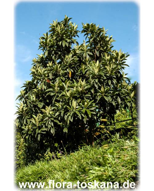 Eriobotrya japonica - Wollmispel, Nespoli, Loquat