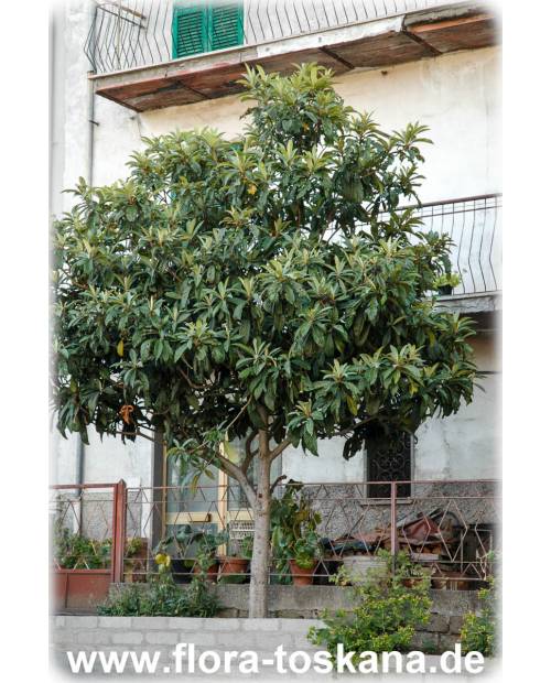 Eriobotrya japonica - Wollmispel, Nespoli, Loquat