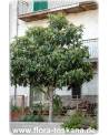 Eriobotrya japonica - Wollmispel, Nespoli, Loquat
