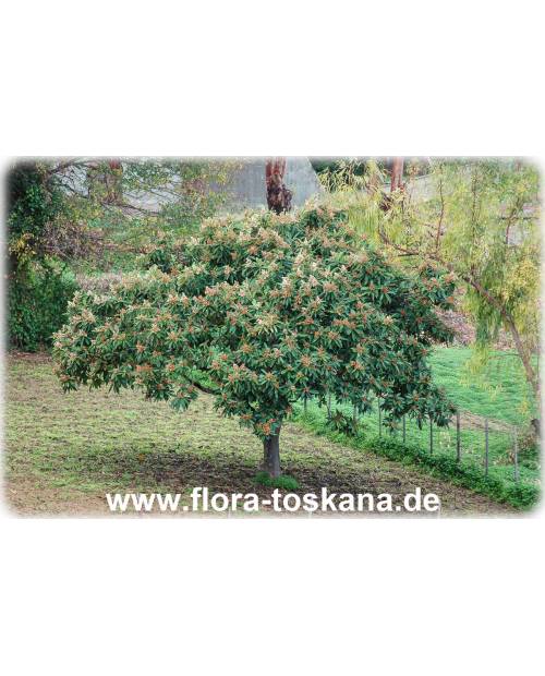 Eriobotrya japonica - Wollmispel, Nespoli, Loquat