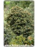 Eriobotrya japonica - Wollmispel, Nespoli, Loquat