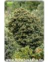 Eriobotrya japonica - Wollmispel, Nespoli, Loquat