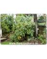 Eriobotrya japonica - Wollmispel, Nespoli, Loquat