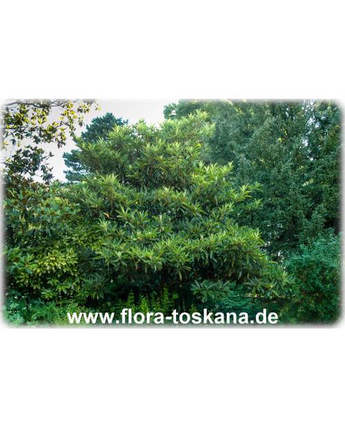 Eriobotrya japonica - Wollmispel, Nespoli, Loquat