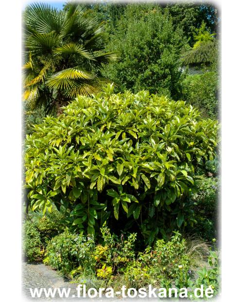 Eriobotrya japonica - Wollmispel, Nespoli, Loquat