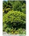 Eriobotrya japonica - Wollmispel, Nespoli, Loquat