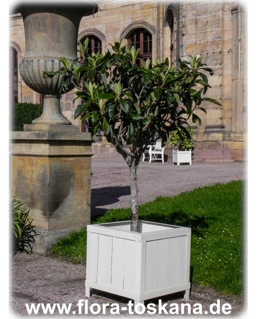 Eriobotrya japonica - Wollmispel, Nespoli, Loquat