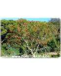 Erythrina caffra - South Afrikan Coral Tree, Cape Coral Tree, Lucky Bean Tree