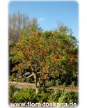 Erythrina caffra - South Afrikan Coral Tree, Cape Coral Tree, Lucky Bean Tree