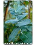 Eucalyptus globulus - Blauer Eukalyptus