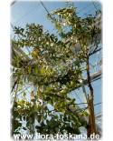 Eucalyptus globulus - Eucalyptus