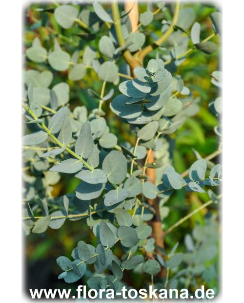 Eucalyptus gunnii - Cider Gum Tree