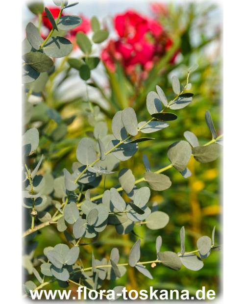 Eucalyptus gunnii - Cider Gum Tree