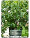 Ficus carica (grüne Früchte) - Fig Tree