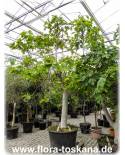 Ficus carica (grüne Früchte) - Fig Tree