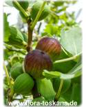 Ficus carica (violette Früchte) - Violette Feigen (Pflanzen), Echte Feigen, Feigenbäume, Fruchtfeigen