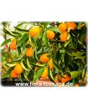 Fortunella margarita (Citrus) - Oval Kumquat