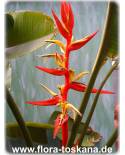 Heliconia schiediana - Lobster Claw, Parrot Peak