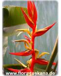 Heliconia schiediana - Lobster Claw, Parrot Peak