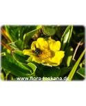 Hibbertia scandens - Goldwein