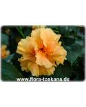 Hibiscus rosa-sinensis - Hibiscus, Rose of China, Chinese Rose