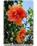 Hibiscus rosa-sinensis - Hibiscus, Rose of China, Chinese Rose